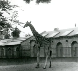 Giraffe Maud, stehend im Paddock vor dem Giraffenhaus, Londoner Zoo, 1923